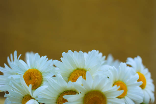 istock Close-up white daisies on a yellow background 693409558