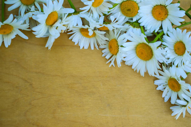 istock Yellow wooden background with white chamomiles 693409594