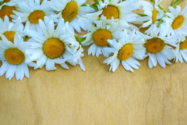 istock Close-up white daisies on a wood background 693409628