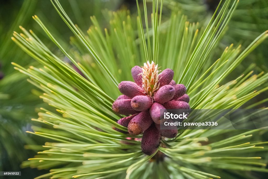 Red pinus detail Red pinus growing in a forest in southern Argentina Argentina Stock Photo