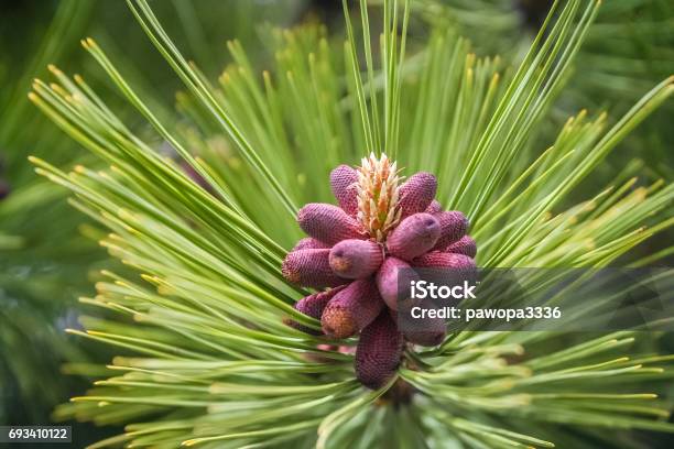 Red Pinus Detail Stock Photo - Download Image Now - Argentina, Beauty, Blossom