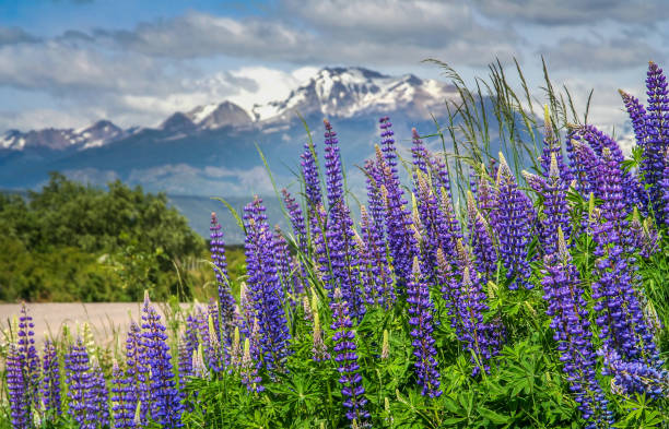 istock Lupin Field in Patagonia 693410328