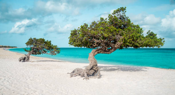 eagle beach mit divi-divi-bäume auf der insel aruba - aruba stock-fotos und bilder