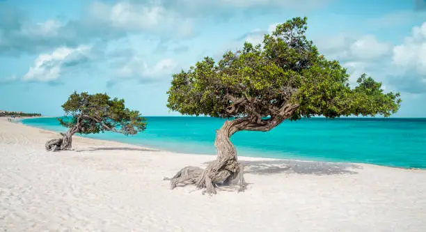 Photo of Eagle beach with divi divi trees on Aruba island