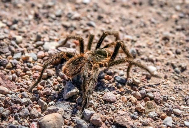 istock Hairy Patagonian Spider 693412678