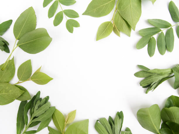 istock Green leaves as a frame on white paper background. Flat lay 693412910