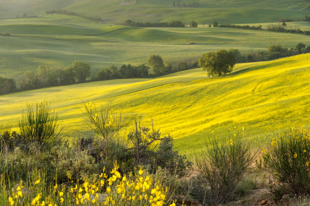 istock Yellow oilseed rape in the field 693413210
