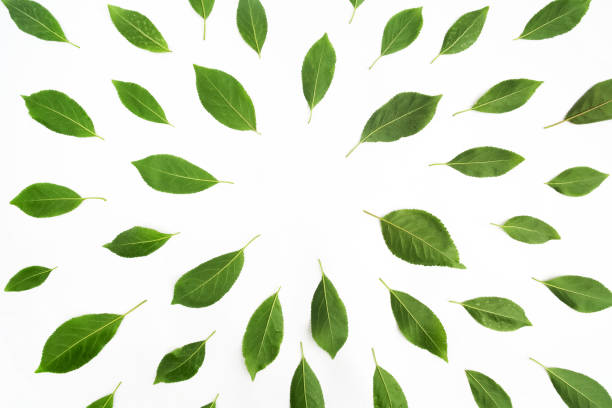 istock Green leaves as a frame on white paper background. Flat lay 693413834