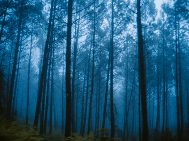 istock Misty woods 693416386