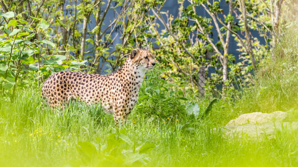 un ghepardo asiatico - indochina wild animals cats travel locations foto e immagini stock