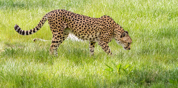 In the grass there is an asiatic cheetah