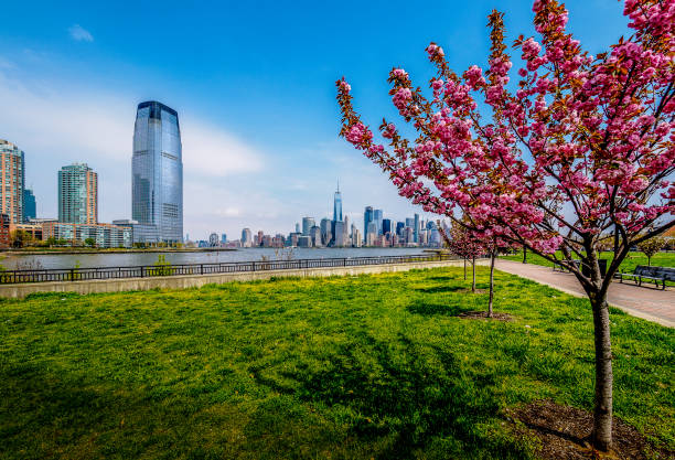 istock Cherry Blossom Jersey 693416790