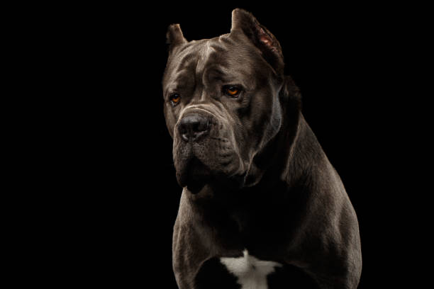 istock Portrait Cane Corso Dog on Black 693417270