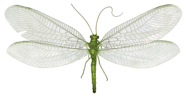 istock Green Lacewing Chrysopa on white Background  -  Chrysopa gibeauxi (Leraut, 1989) 693419464