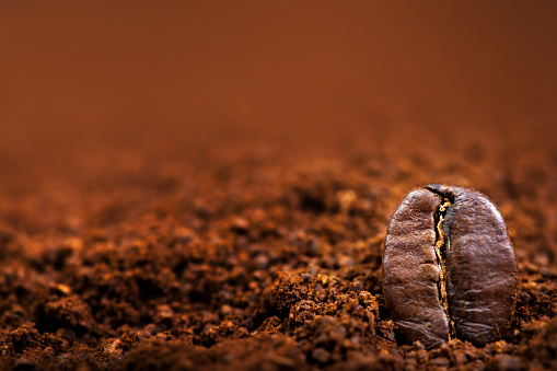 Arabica Coffee beans macro on a brown background close up, macro