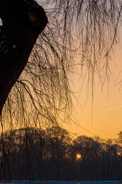 istock Sunrise Over the the Forest 693422688