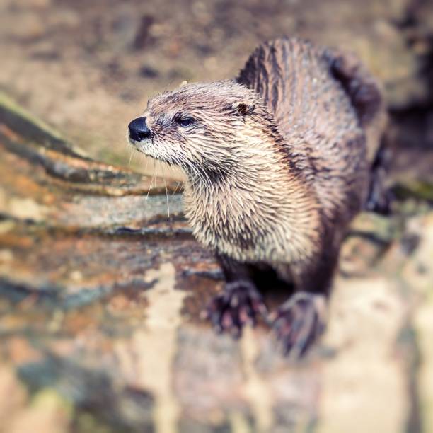 istock European Otter in nature. 693423418