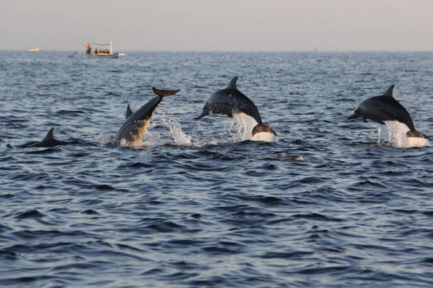 Dolphins at Lovina Beach, Bali