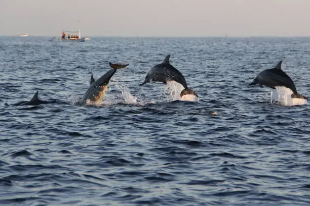 Photo of Dolphins at Lovina Beach, Bali