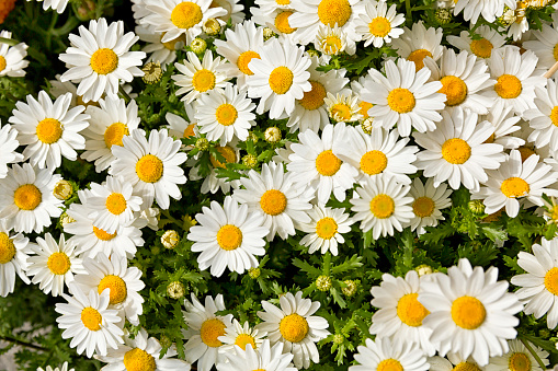 Flower bed of white daisy background