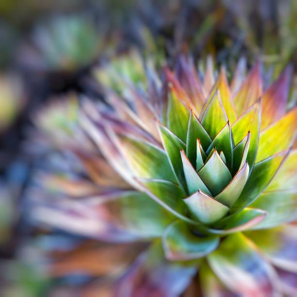 endémico planta del monte roraima en venezuela - artichoke vegetable macro close up fotografías e imágenes de stock