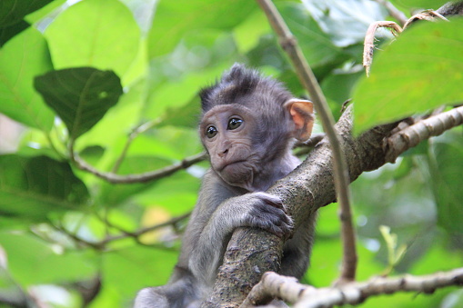 Baby monkey playing the the trees of Balinese jungle (Indonesia)