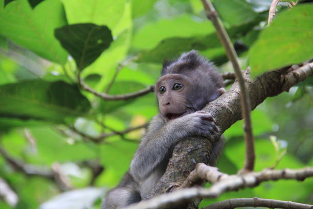 istock Beautiful baby monkey playing in the trees 693426210