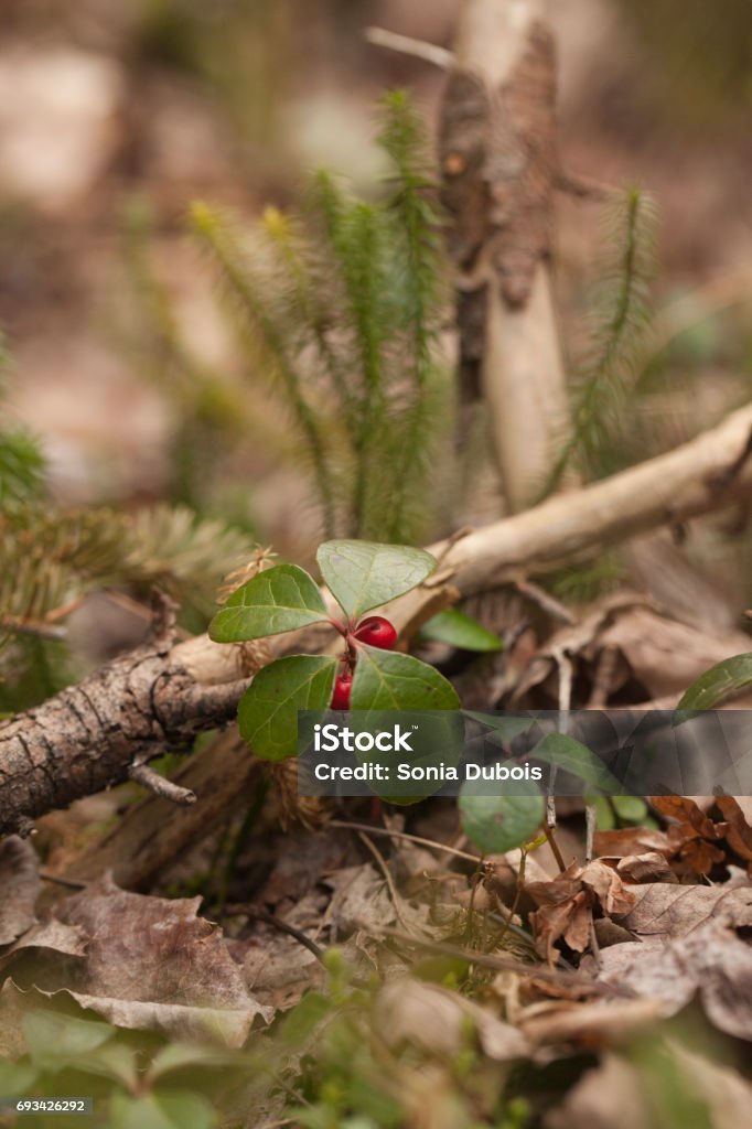 Wintergreen Fruit of the American Wintergreen. Eastern teaberry. Checkerberry. Boxberry. Gaultheria procumbens. Isolated on a blurry background. Gaultheria Procumbens Stock Photo