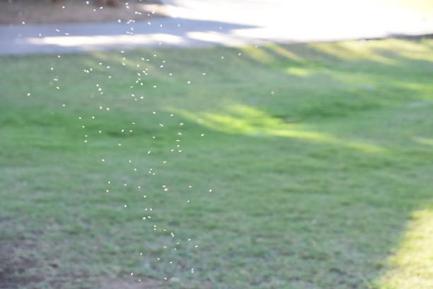 istock gnat in the sun 693426394