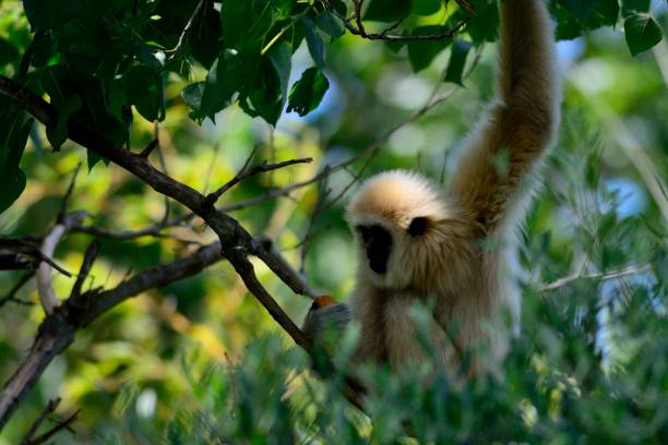 gibón en un árbol - beauty in nature day animal monkey fotografías e imágenes de stock