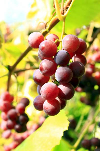 istock cluster of pink grapes 693429568