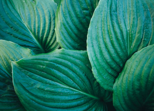istock Close up of hosta leaf background. Plant texture. 693429748