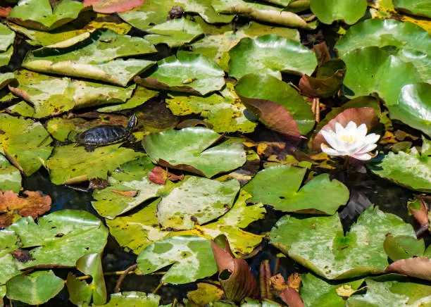 Photo of Lake with Water lilies (Waterlilies Lake), Felix Baths - Baile Felix, Bihor, Romania