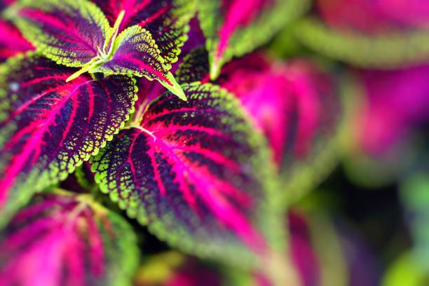 Close up of Coleus leaves (Painted nettle,Flame nettle ) Close up of Coleus leaves (Painted nettle,Flame nettle ) coleus photos stock pictures, royalty-free photos & images
