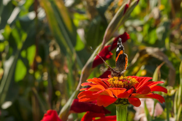 istock A butterfly and a flower 693433134