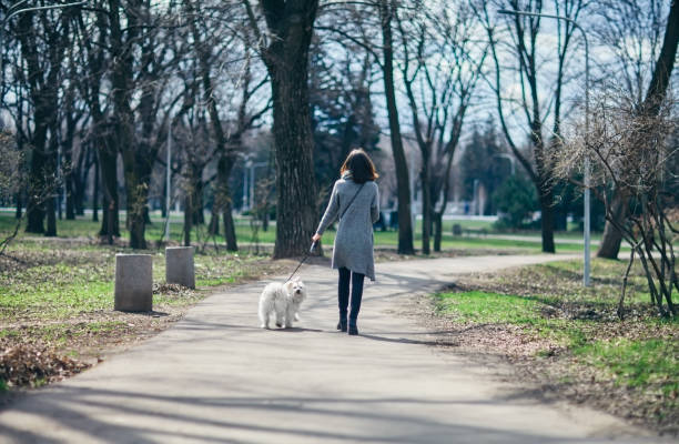 istock Owner and cute fluffy dog walking in park 693439144