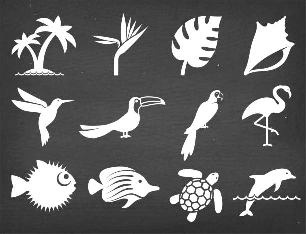 Tropical plants fish and birds on Black Chalkboard Vector Icons Tropical plants fish and birds on Black Chalkboard Vector Icons. This royalty free vector illustration features a set of vector summer icons in white color on a dark chalkboard. Each 100% vector design element can be used independently or as part of this royalty free graphic set. The blackboard has a slight texture. toucan white background stock illustrations