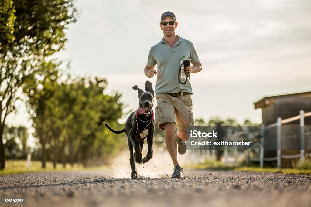Going for a Run A guy is running next to his boar hound during the sunset. Great Dane Stock Photo