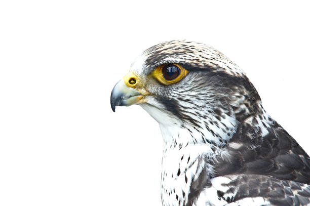 Close-up portrait of a gyrfalcon stock photo