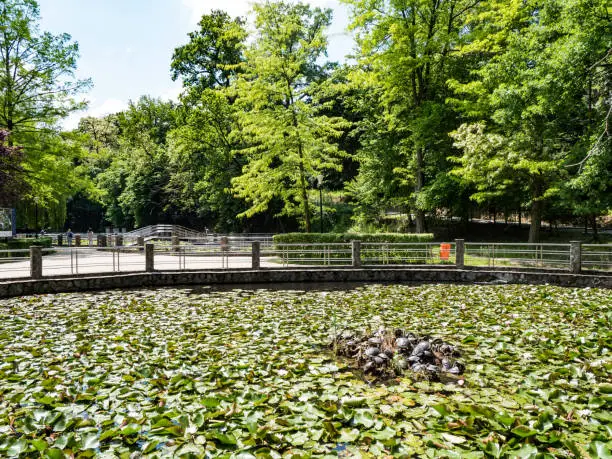 Photo of Waterlilies Lake, Felix Baths - Baile Felix, Bihor, Romania