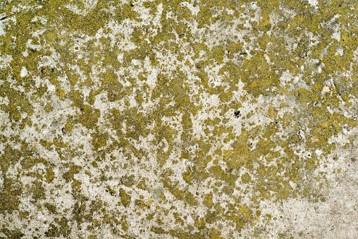 Concrete covered with moss.