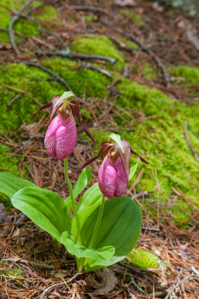istock Showy Lady-s slipper 693445848