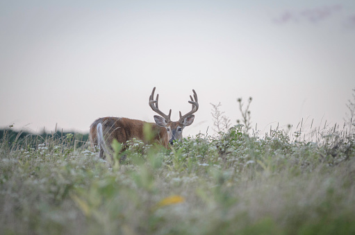 The Wapiti or Elk is the largest species in the deer family and one of the largest terrestrial animals in North America