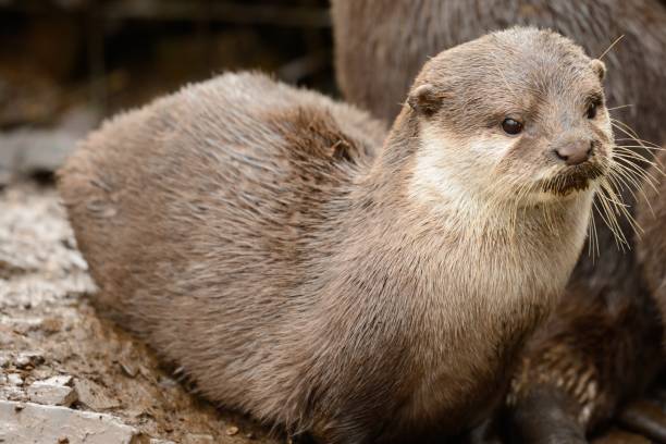 oriental loutre griffes courtes - oriental short clawed otter photos et images de collection