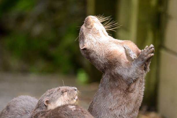 lontra de garras curtas oriental - oriental short clawed otter - fotografias e filmes do acervo