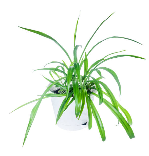 istock Chlorophytum in flowerpot 693450322