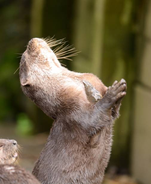 oriental loutre griffes courtes - oriental short clawed otter photos et images de collection