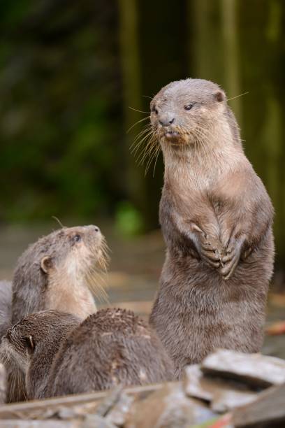 lontra de garras curtas oriental - oriental short clawed otter - fotografias e filmes do acervo