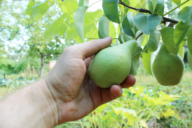 istock hand plucking the fruit of pear 693455328