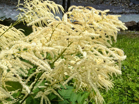 This species is erect trunk and large shrub which has cream to whitish papery bark. The leaves are smooth and soft light to dark green, linear-lanceolate shape. The flowes are masses of dense fluffy dominate white and these spike on top of branch or main stem in late spring to early summer at June to July. a small- to medium-sized tree of myrtle family, Myrtaceae in white bottlebrush bloom attracts honey bees.